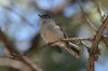 Blue-gray-Gnatcatcher-Huachuca-Canyon-14-0402-01-ED.jpg