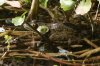 Chiricahua-Leopard-Frog-Miller-Canyon-14-0402-01-ED.jpg
