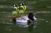 Lesser-Scaup-Reid-Park-020710-02-ED.jpg