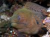 320px-Moray_eel_komodo.jpg