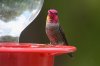Annas-Hummingbird-Madera-Canyon-14-0405-01.jpg