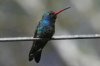 Broad-billed-Hummingbird-Madera-Canyon-14-0410-02.jpg