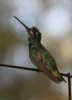 Magnificent-Hummingbird-Madera-Canyon-14-0410-02.jpg