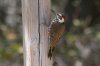 Arizona-Woodpecker-Madera-Canyon-14-0406-01.jpg