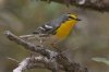 Graces-Warbler-Madera-Canyon-14-0410-01.jpg