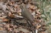 Hermit-Thrush-Madera-Canyon-14-0405-01.jpg