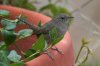 House-Wren-Madera-Canyon-14-0405-03.jpg