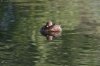 Pied-billed-Grebe-Sweetwater-14-0406-01.jpg