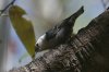 White-breasted-Nuthatch-Madera-Canyon-14-0408-01.jpg