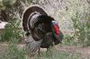 Wild-Turkey-Madera-Canyon-14-0410-02.jpg