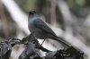 Yellow-eyed-Junco-Madera-Canyon-14-0410-01.jpg