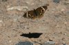 Common-Buckeye-Florida-Canyon-14-0406-01.jpg