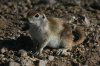 Round-tailed-Ground-Squirrel-Sweetwater-14-0408-01.jpg