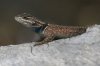 Yarrows-Spiny-Lizard-Madera-Canyon-14-0410-04.jpg