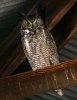 Great-Horned-Owl-Whitewater-Draw-15-0121-02.jpg