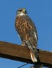 Ferruginous-Hawk-Santa-Cruz-Flats-14-1212-03.jpg