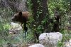 Black-Bear-Huachuca-Canyon-14-0725-02.jpg