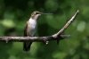 Black-chinned-Hummingbird-Madera-Canyon-14-0909-02.jpg