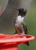 Black-chinned-Hummingbird-Miller-Canyon-14-0703-01.jpg