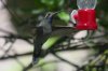 Blue-throated-Hummingbird-Cave-Creek-Ranch-14-0414-02.jpg