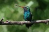 Broad-billed-Hummingbird-Madera-Canyon-14-0909-02.jpg