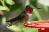 Broad-tailed-Hummingbird-Miller-Canyon-14-0703-13.jpg