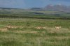 Pronghorn-Las-Cienegas-14-0813-03.jpg