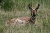 Pronghorn-Las-Cienegas-14-0730-03.jpg