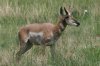 Pronghorn-Las-Cienegas-14-0730-04.jpg