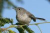 Black-capped-Gnatcatcher-Montosa-Canyon-14-0507-07.jpg