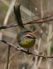 Rufous-capped-Warbler-Florida-Canyon-14-0505-12.jpg