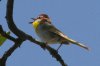 Rufous-capped-Warbler-Florida-Canyon-14-0726-01.jpg