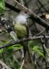 Dusky-capped-Flycatcher-California-Gulch-14-0805-01.jpg