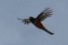 Elegant-Trogon-Sycamore-Canyon-14-0721-01.jpg