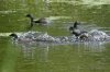 Least-Grebe-California-Gulch-Dam-14-0828-04.jpg