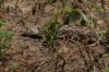 Sonoran-Gophersnake-California-Gulch-Dam-14-0911-05.jpg