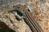 Sonoran-Spotted-Whiptail-Miller-Canyon-14-0703-01.jpg