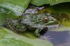 Chiricahua-Leopard-Frog-Miller-Canyon-14-0725-01.jpg