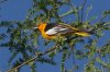 Bullocks-Oriole-Rio-Rico-14-0506-02.jpg