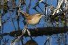 Marsh-Wren-Patagonia-Lake-15-0116-06.jpg