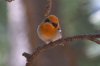 Olive-Warbler-Mt-Lemmon-14-0430-01.jpg