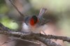 Red-faced-Warbler-Mt-Lemmon-14-0430-04.jpg