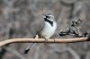 Black-throated-Sparrow-Rodrigues-15-0124-02.jpg