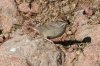 Rufous-crowned-Sparrow-Pena-Blanca-Lake-15-0127-03.jpg