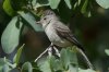 Northern-Beardless-Tyrannulet-Florida-Canyon-14-0505-04.jpg