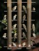 Pine-Siskin-Madera-Canyon-15-0119-01.jpg