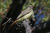 Sulphur-bellied-FLycatcher-Huachuca-Canyon-14-0509-02.jpg