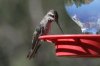 Plain-capped-Starthroat-Madera-Canyon-14-0721-06.jpg