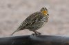 Western-Meadowlark-Whitewater-Draw-15-0121-02.jpg