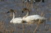 Tundra-Swan-Whitewater-Draw-15-0121-05.jpg